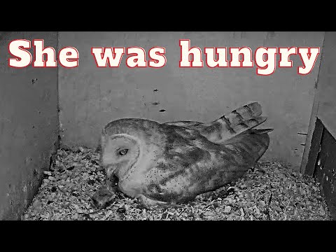 Female barn owl swallows mouse whole while incubating 5 eggs.