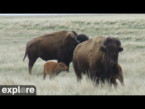 Bison Calving - Grasslands National Park powered by EXPLORE.org