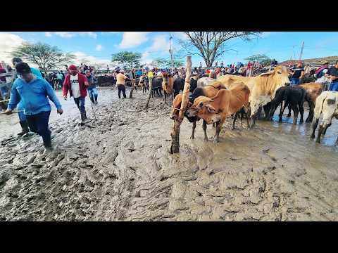 FEIRA DO GADO EM CACHOEIRINHA-PE 0 04 2026 #nordeste