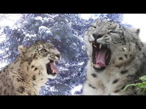 Grade 5 Module 7 the Ghost of the mountains page 86