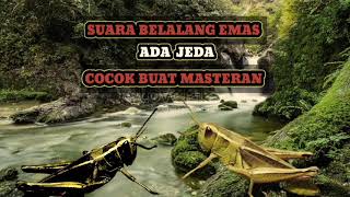 Download lagu suara belalang emas cocok untuk masteran burung anda 😁 MP3 mp3