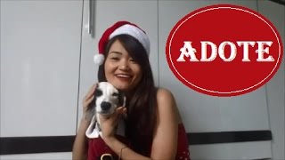 Campanha o melhor presente de Natal está na ADAO