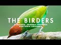 THE BIRDERS  | A Melodic Journey through Northern Colombia
