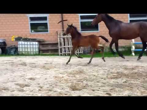 Hot Chocolate RR (Hot Spirit / Rubinstein)