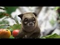 LUWAK WHITE KOFFIE NADINE DAN ROBBY REEDIT HAPPY FIT