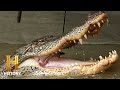 Swamp People Full Moon Feeding Frenzy Hunt Season 13