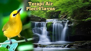 Download lagu terapi air pleci Flavus‼️💯 mp3