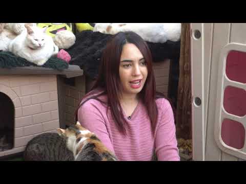 Being 20 - PNN - Cat House - HDTV