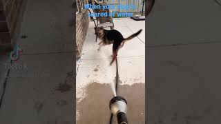 When your dog is scared of water