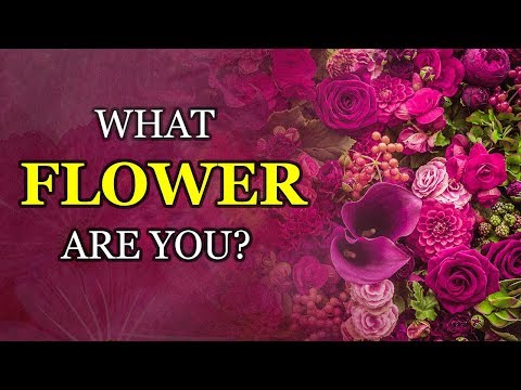 download lagu mp3 mp4 What Type Of Flower Are You, download lagu What Type Of Flower Are You gratis, unduh video klip What Type Of Flower Are You