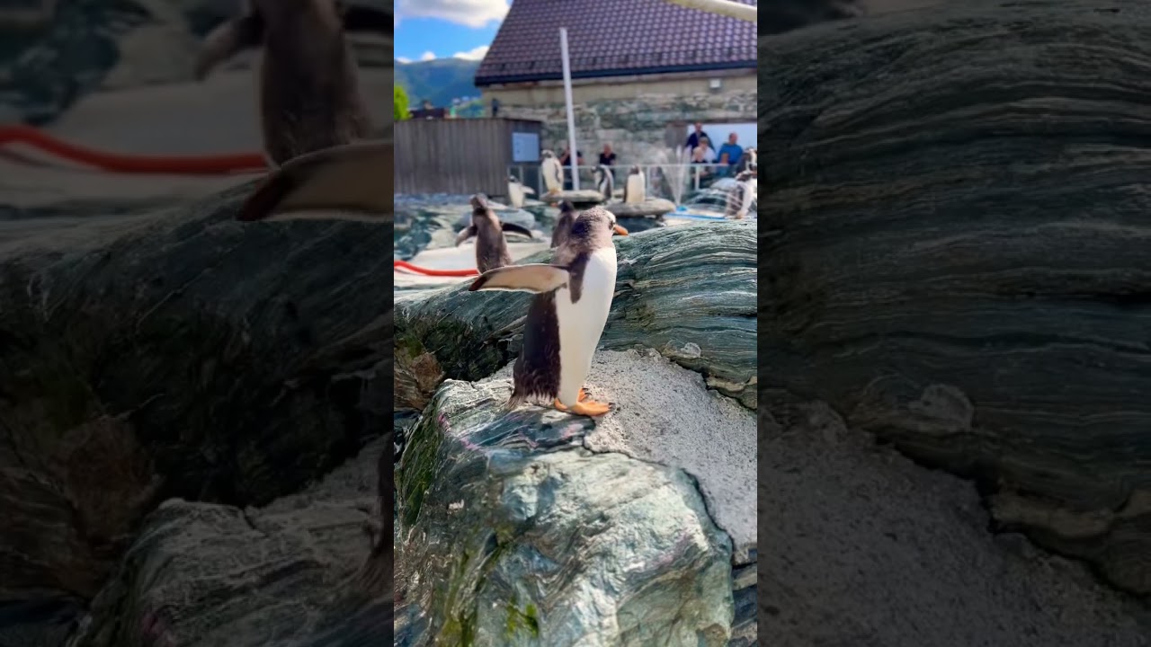 YouTube Short thumbnail