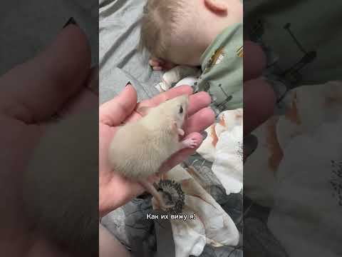 Такие дела) #крысы #крыса #shortsviral #colonelkkjϟ #юмор #приколы #shorts #short