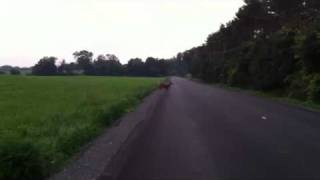 preview picture of video 'Button-buck Crosses Route 28A outside Valatie, NY'