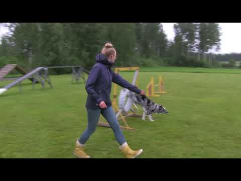 KurikkaLive - Jalasjärven koiraharrastajat ry