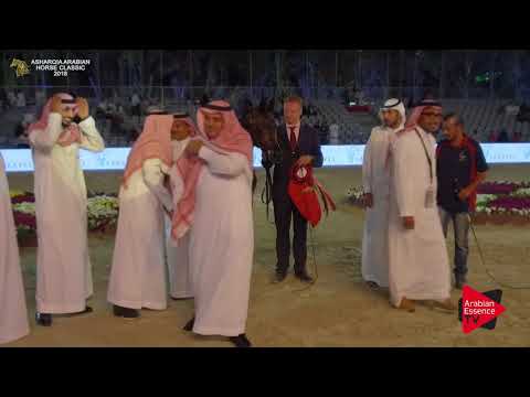 N.134 NAJD AL MUAWD - BRONZE - Junior Fillies Championship