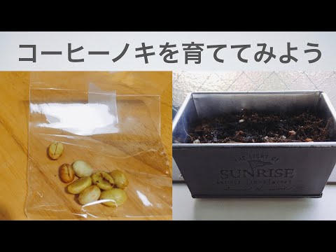 園芸 アラリア偽コーヒーの木