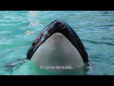 Voices for the Salish Sea - Bring Lolita Home (2016)