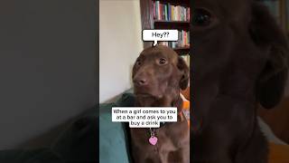 Download lagu When a girl wants you to buy a drink #shorts #dog mp3 Download lagu When a girl wants you to buy a drink #shorts #dog mp3