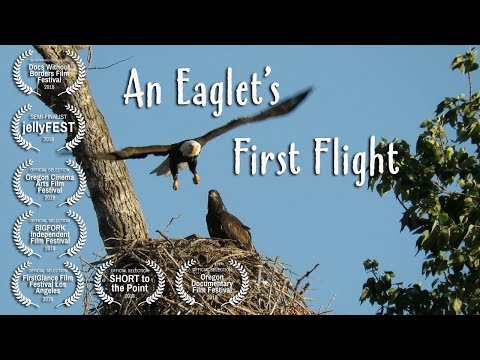 An Eaglet's First Flight