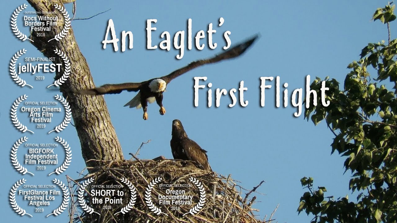 An Eaglet's First Flight