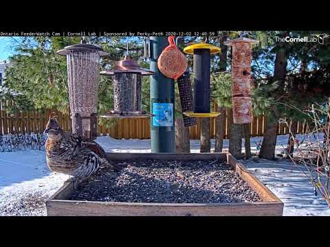 Ruffed Grouse Arrives At Sunny Ontario FeederWatch Platform – Dec. 2, 2020