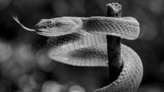 Download lagu Na rubu znanosti: Mit o zmiji mp3