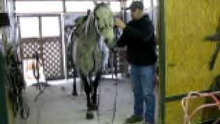 preview picture of video 'Gray John & Scott  Putting on the Bridle!'