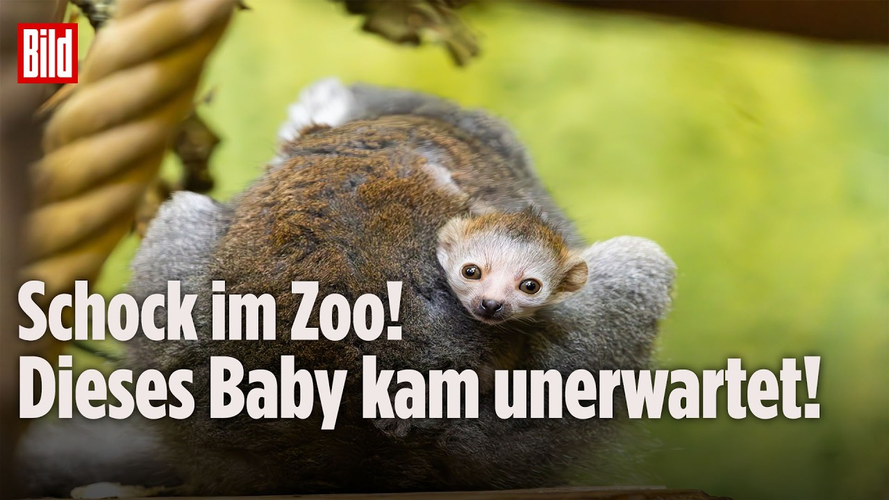 KRONENMAKIS: Überraschender Nachwuchs im Zoo Dresden sorgt für Hoffnung