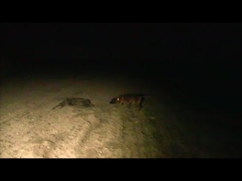 I Met Hunters - Episode 114 A Path in the Morning, a Wild Boar in the Evening