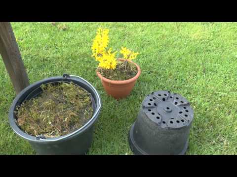 Bonsai abmoosen Wassertest mit Moos