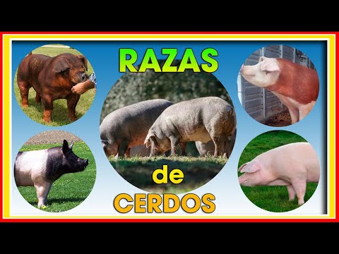 , title : 'CERDOS Mejores RAZAS Parte 1 ǀ Ing. Jannin Hernández Blandón'