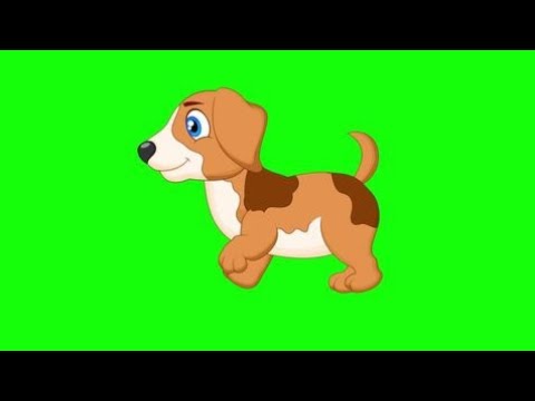 Boston interrier #pupy dog#walking#running#eating#playing#sitting#sleeping#nosheen