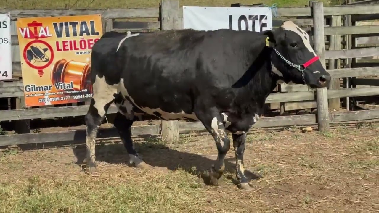 LOTE 62 - 01 VACA S/C (OLANDA) 7/8; BR:044 AM; 4° CRIA; CAP.: 35KG; PREV. DE PARTO; 18/09/2026