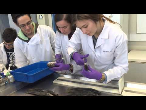 "Fishing resources and sustainability" by Colégio Euro-Atlântico, Portugal #14