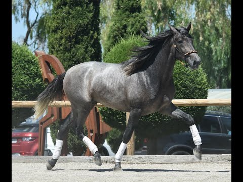 VALEGRO DE SUSAETA - SIRED BY DOBLON- TR - THREE YEARS OLD - FANTASTIC ANDALUSIAN HORSE FOR DRESSAGE