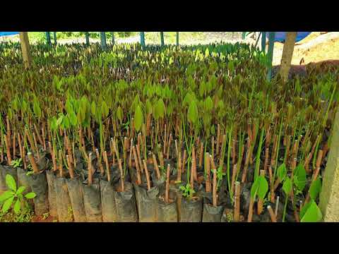 KAVALATH RUBBER NURSERY, (RRI 430)