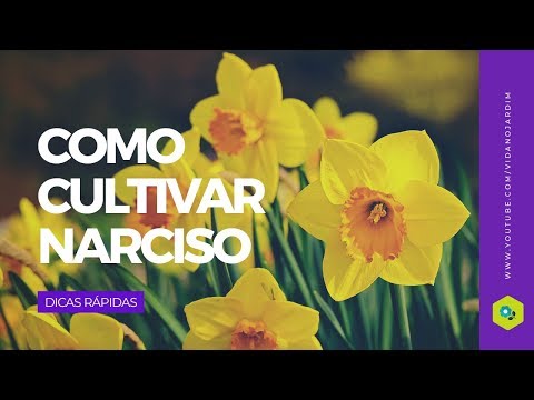 , title : 'Como cultivar Narciso'