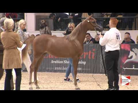 N.41 EMAGNUM MONISCIONE - Milan 2016 - Yearling Colts (Class 4A)
