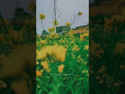 "Wind-Kissed Blooms: A Flower Field in Motion" #faheemlens #nature #flowers #freshmornings