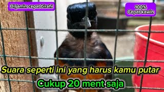 Download lagu Dengarkan suara ini ! Pasti murai batu mau k4w1n mp3 Download lagu Dengarkan suara ini ! Pasti murai batu mau k4w1n mp3