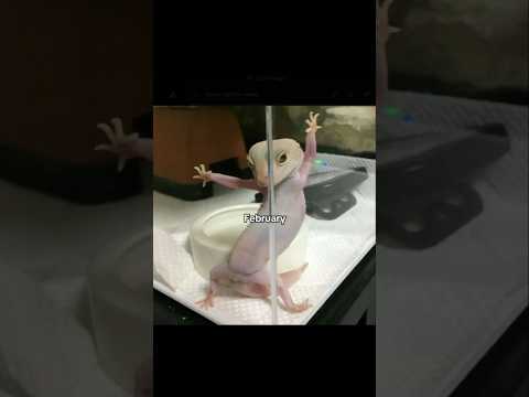 Luna ta animalul tau