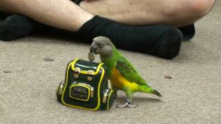 Kili Senegal Parrot - Coins to Piggy Bank Trick