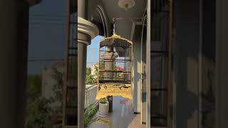 Download lagu Cendet suara pelatuk kuntilanak #cendetmadura #cendetgacor #cendeterindonesia #shortsyoutube mp3