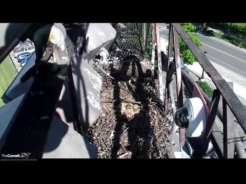 Red-tailed Hawk Fledgling "I1" Gobbles Up Prey Drop From Arthur – July 15, 2019