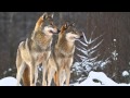 Detroit Zoo Sneak Peek Of The Cotton Family Wolf Habitat Part III