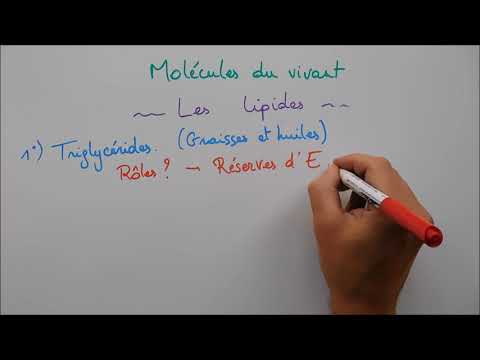 Molecules of Life 3 - Lipids