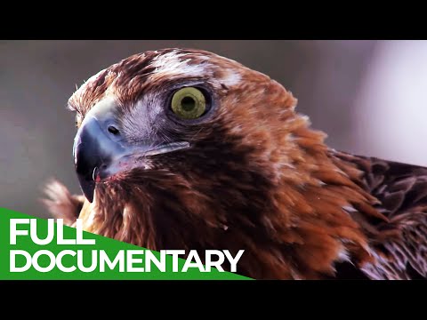 The Baltics: Untouched Animal Paradise