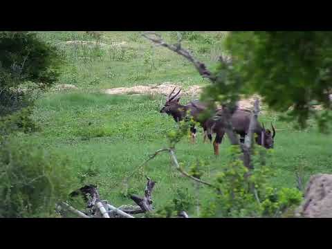 download lagu mp3 mp4 Djuma, download lagu Djuma gratis, unduh video klip Djuma