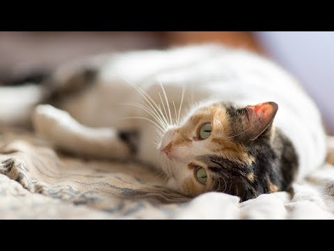 How to Keep a Cat Safe in the Car - Keeping Your Cat Secure in the Carrier