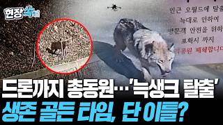 늑구에게 주어진 골든 타임 '단 이틀'…세상 구경 다 했으면 이제 집가자! [현장쏙] / 연합뉴스TV(YonhapnewsTV)